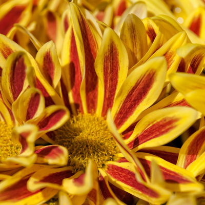 Chrysanthemen 'Rainbow Lake Worth', gelb-rot gestreift, Topf-Ø 14 cm, 4 Pflanzen